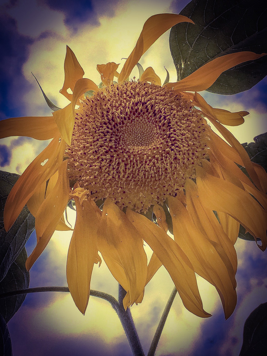 sunflower-along-the-Hudson