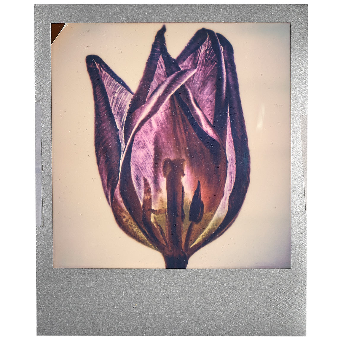 tulip-opened