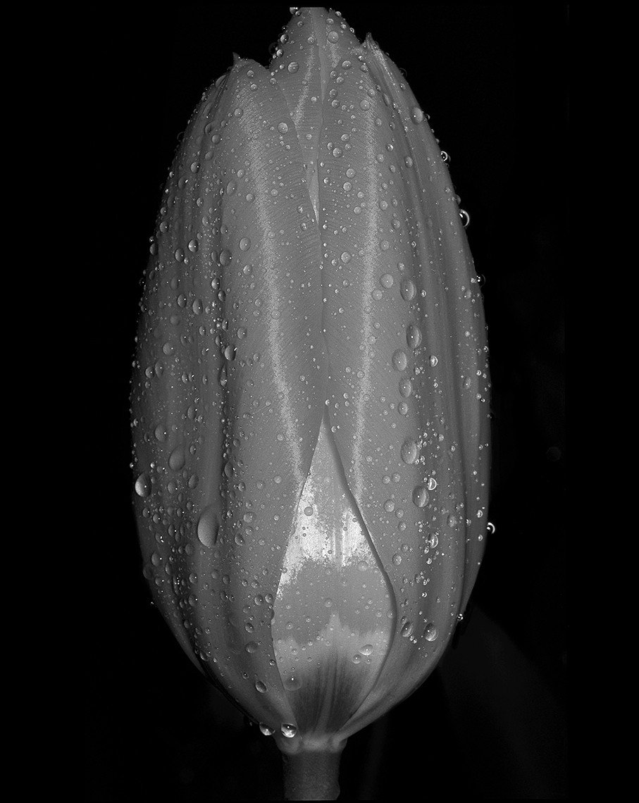tulip web